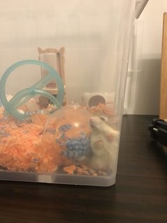 Bobby - Roborovsky's Hamster Hamster