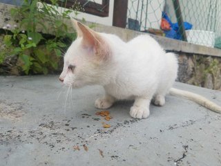 Snowie - Domestic Short Hair Cat