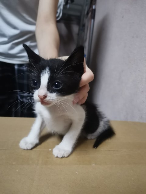 Baby Kitties Meows - Domestic Medium Hair Cat