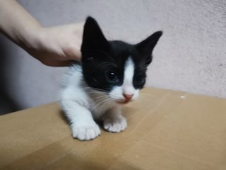 Baby Kitties Meows - Domestic Medium Hair Cat