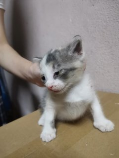 Baby Kitty Meow Meow - Domestic Medium Hair Cat