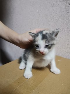 Baby Kitty Meow Meow - Domestic Medium Hair Cat