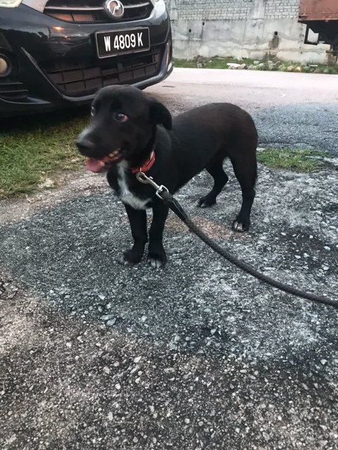 Micky - Mixed Breed Dog