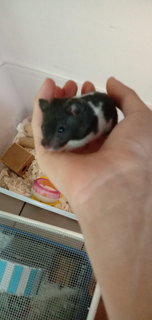 Blackey  - Syrian / Golden Hamster Hamster