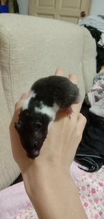 Blackey  - Syrian / Golden Hamster Hamster