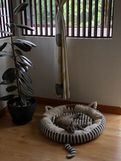 Boy &amp; Marley - Domestic Medium Hair + Domestic Long Hair Cat