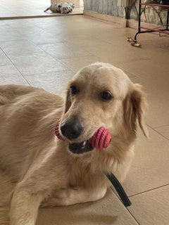 Luna - Golden Retriever Dog