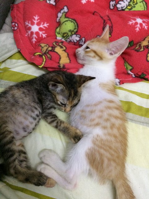 Oyen &amp; Charlie - Domestic Short Hair Cat