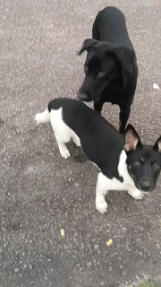 The Tall And Short Hotdog Siblings - Dachshund Mix Dog