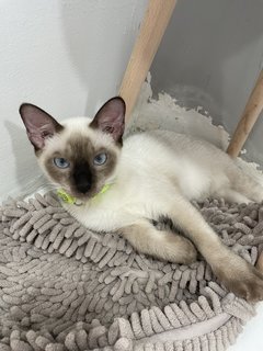 Milo - Siamese Cat