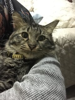 Panther - Maine Coon + Domestic Long Hair Cat