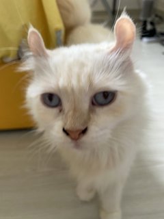 Curly - American Curl Cat