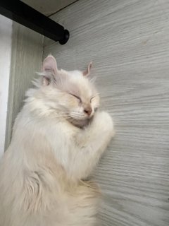 Curly - American Curl Cat