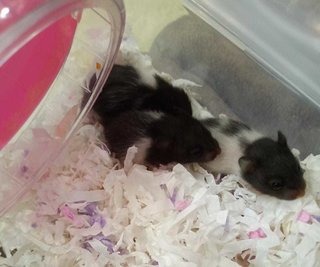 20 Days Old Panda Syrians - Syrian / Golden Hamster Hamster