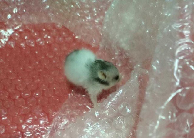 Greyish Mixed Syrians - Syrian / Golden Hamster Hamster