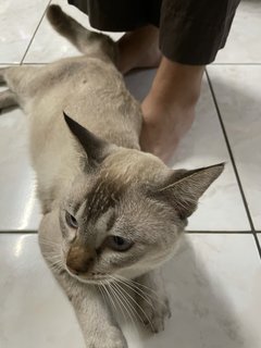 Kiddo - Siamese Cat