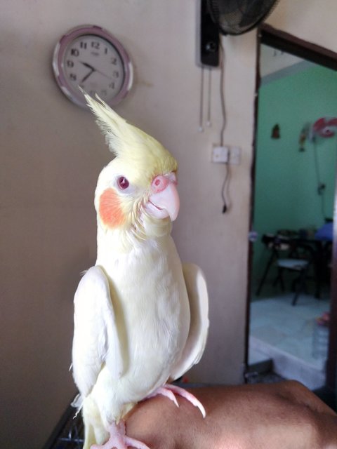 Lucky - Cockatiel + Parrot Bird