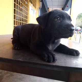 Black Jack (K) - Mixed Breed Dog