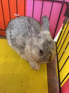 Chubby  - Dwarf Rabbit