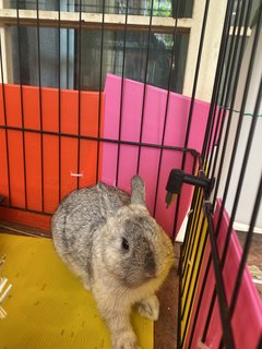 Chubby  - Dwarf Rabbit