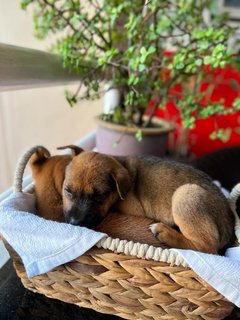 Betty &amp; Bobbi - Mixed Breed Dog