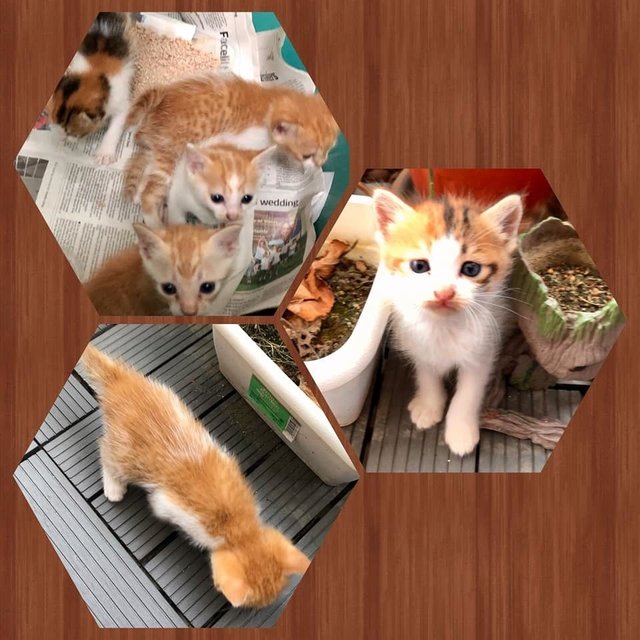 Stray Kittens X4 Mixed White &amp; Tan Fur - Domestic Short Hair Cat