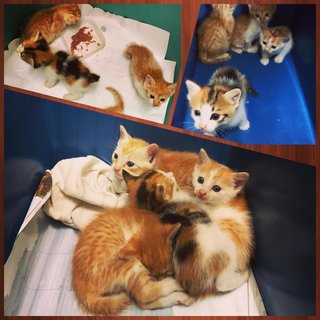 Stray Kittens X4 Mixed White &amp; Tan Fur - Domestic Short Hair Cat