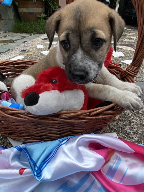 Goofy - Mixed Breed Dog