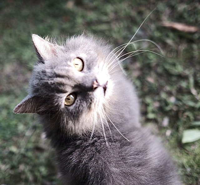 Darwin - British Shorthair + Birman Cat