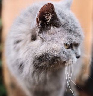 Darwin - British Shorthair + Birman Cat