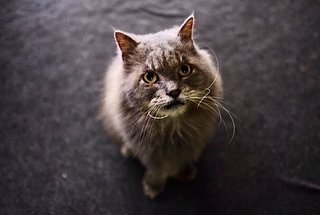 Darwin - British Shorthair + Birman Cat