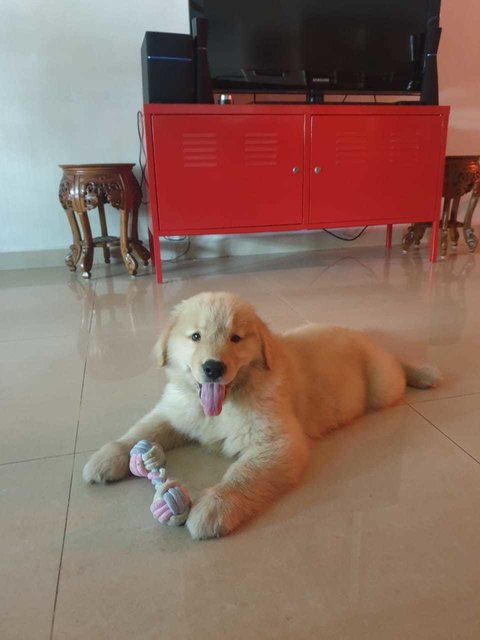 Bui Bui - Golden Retriever Dog