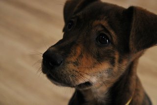 Mocha - Mixed Breed Dog