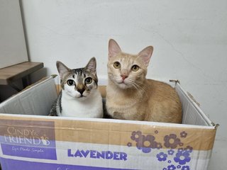 Ginger &amp; Patch - Domestic Medium Hair Cat