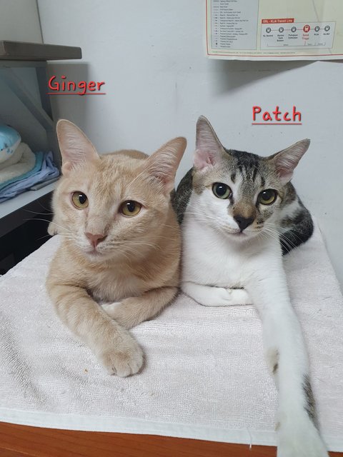 Ginger &amp; Patch - Domestic Medium Hair Cat