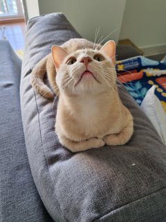 Ginger &amp; Patch - Domestic Medium Hair Cat