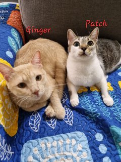 Ginger &amp; Patch - Domestic Medium Hair Cat