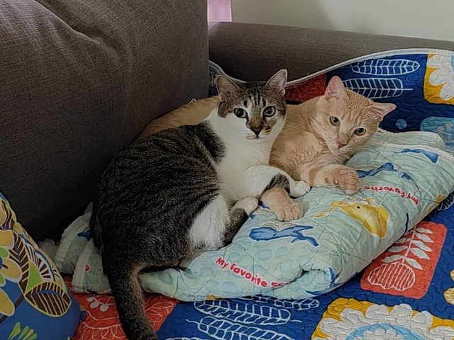 Ginger &amp; Patch - Domestic Medium Hair Cat