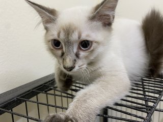 Baibai - Domestic Long Hair Cat