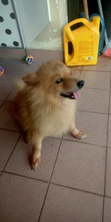 Tama - Pomeranian Dog