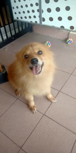 Tama - Pomeranian Dog