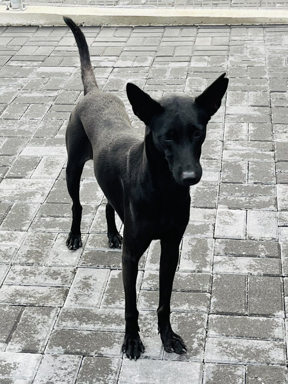 Red/turtle - Australian Kelpie Dog