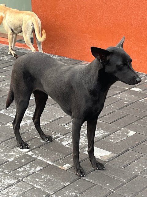 Red/turtle - Australian Kelpie Dog