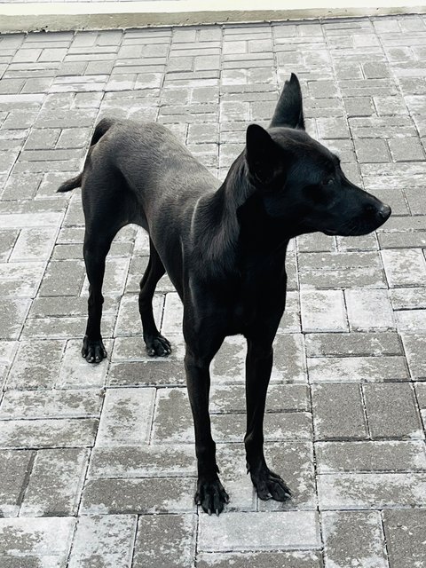 Red/turtle - Australian Kelpie Dog