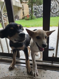 Smiley - Mixed Breed Dog