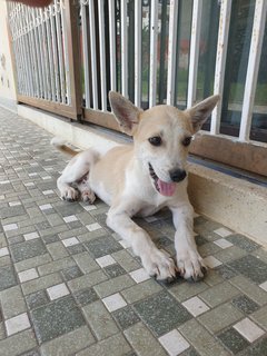 Smiley - Mixed Breed Dog