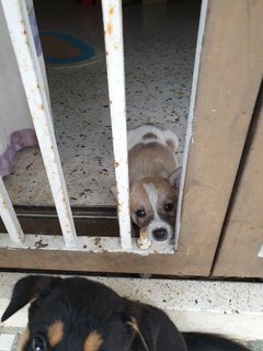 Smiley - Mixed Breed Dog