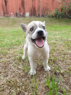 Smiley - Mixed Breed Dog