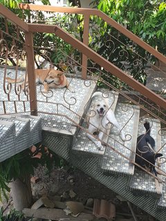 Smiley - Mixed Breed Dog