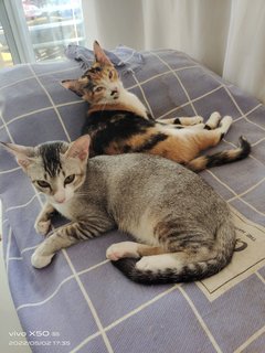 Charlie &amp; Sally - Calico + Tabby Cat